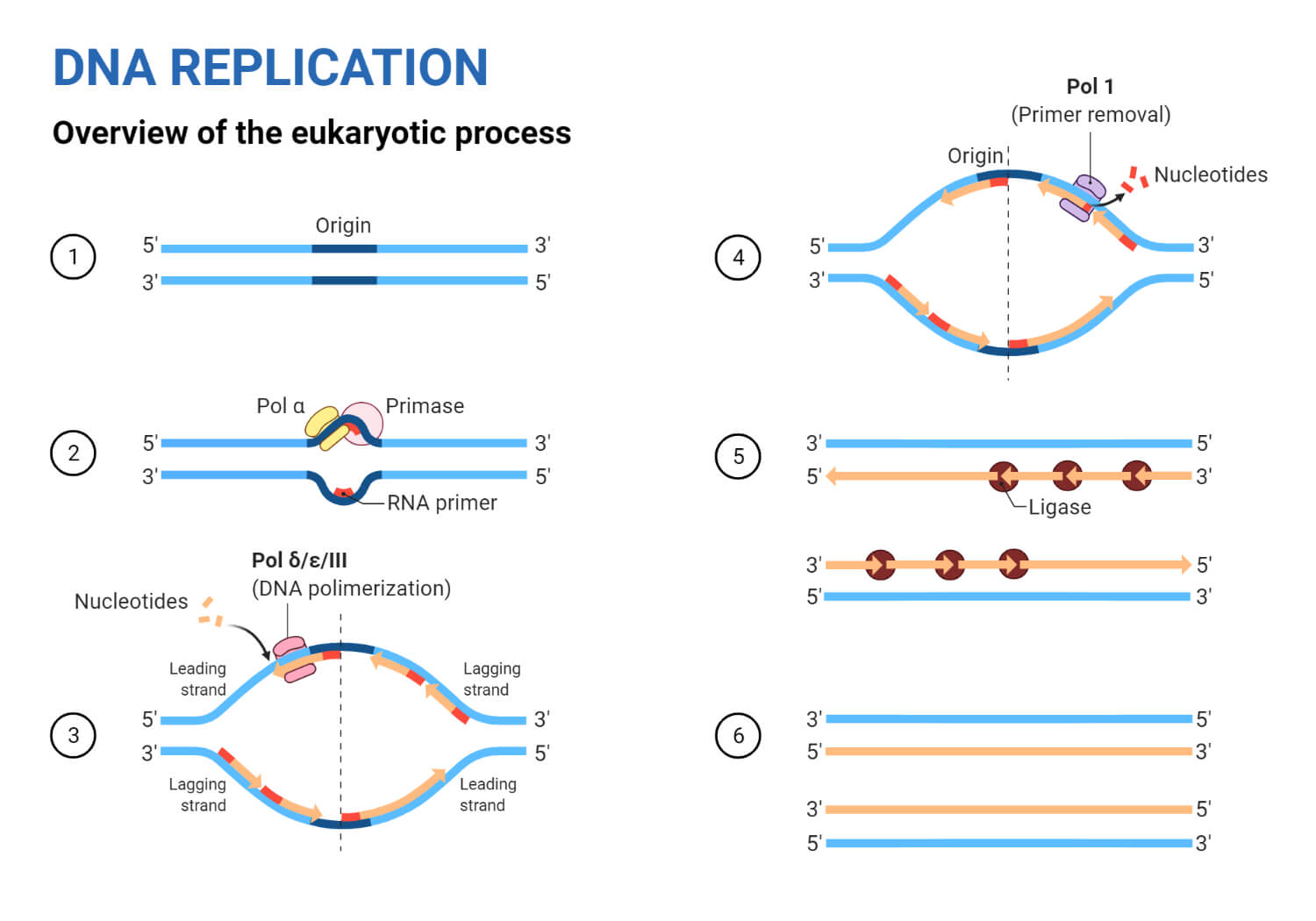 Dna Replication Steps For Dummies   Eukaryotic DNA Replication 