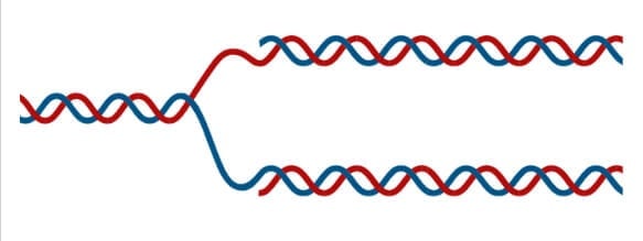 Formation of Replication Fork