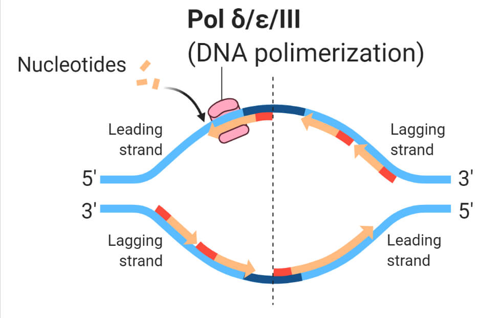 Functions of DNA Polymerase