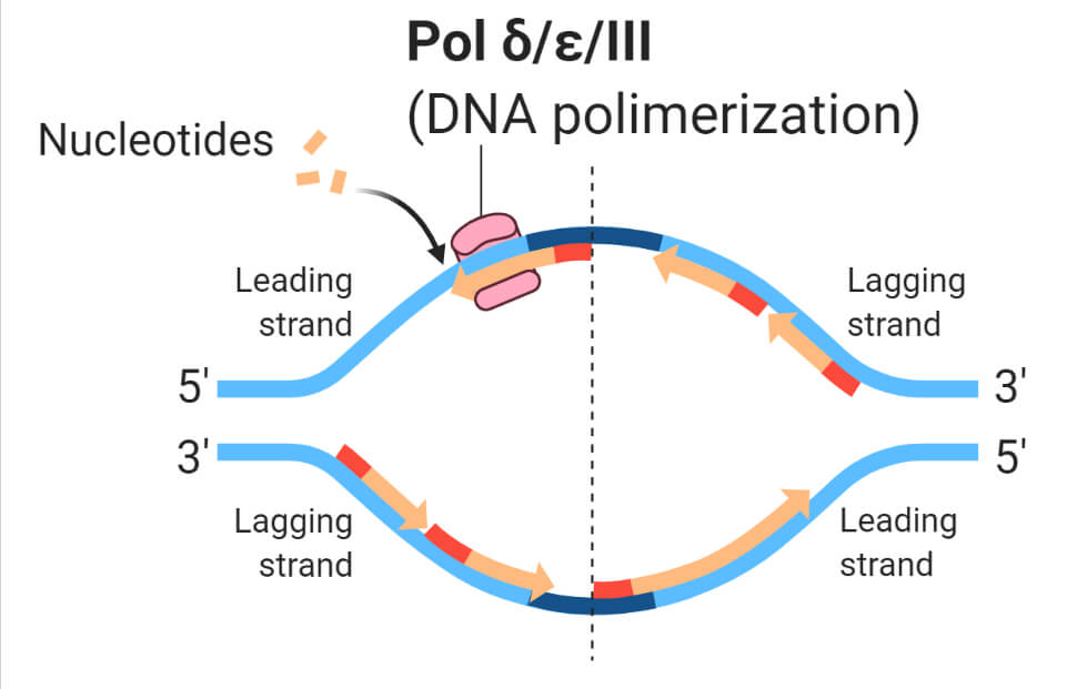 Give Two Functions Of Dna Polymerase In Dna Replication