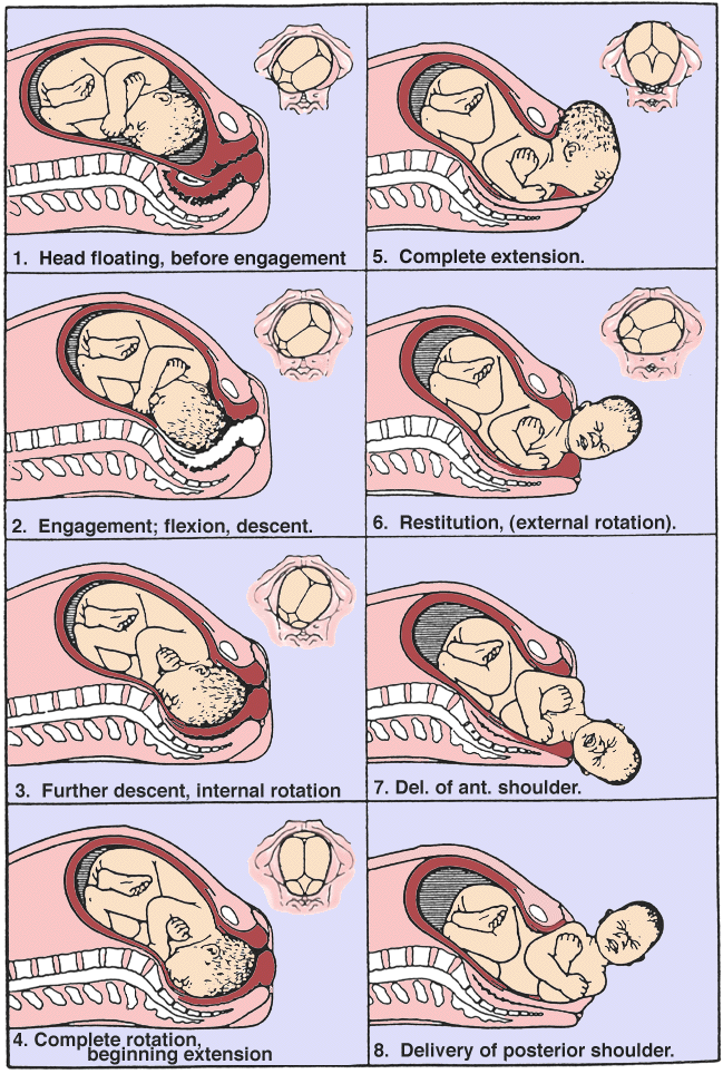 Childbirth Labor Process Features Stages Mechanism Childbirth Labor Process Features Stages Mechanism