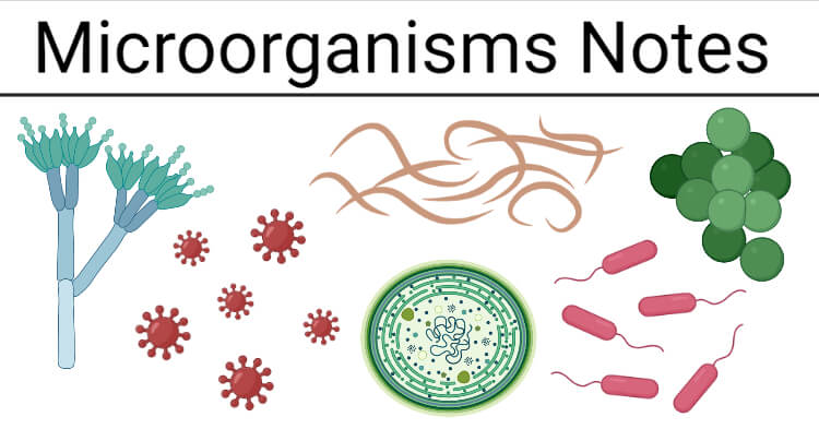Microorganisms Notes