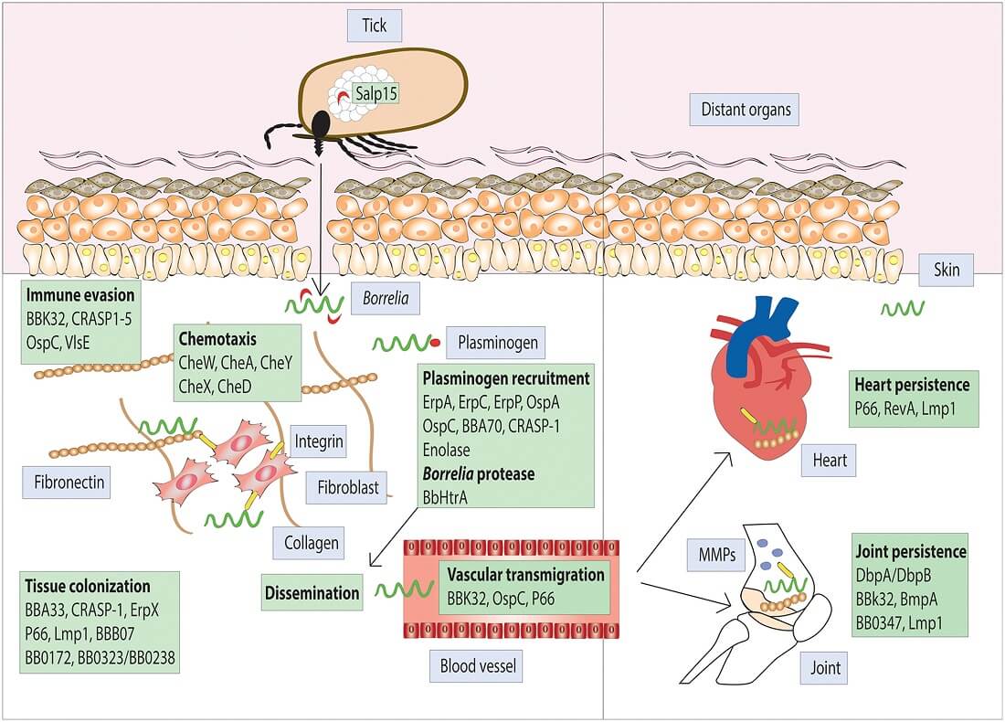 Protein interaction involved in Borrelia burgdorferi infection of mammalian hosts transmitted via Ixodes ticks