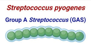 Streptococcus pyogenes- Group A Streptococcus (GAS)