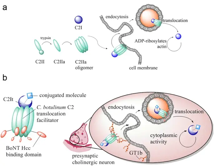Clostridium botulinum neurotoxin