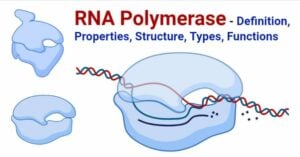 RNA Polymerase- Definition, Properties, Structure, Types, Functions