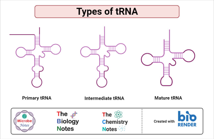 Types of tRNA