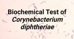 Biochemical Test of Corynebacterium diphtheriae