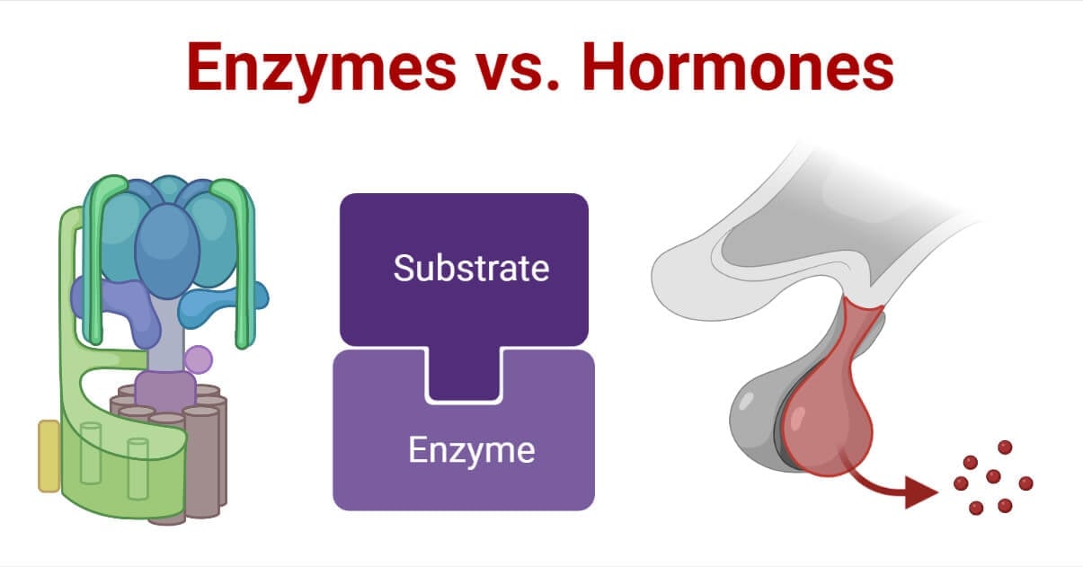 Enzymes vs. Hormones