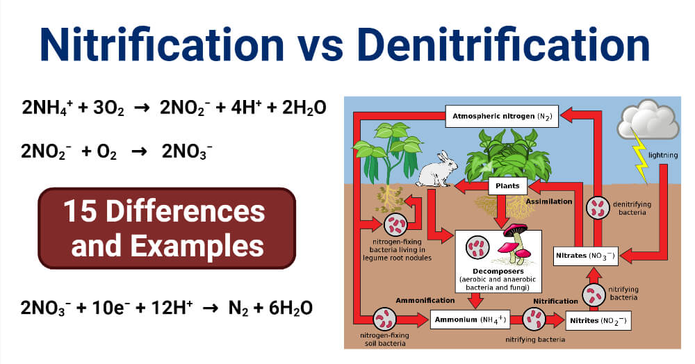 Nitrification vs Denitrification