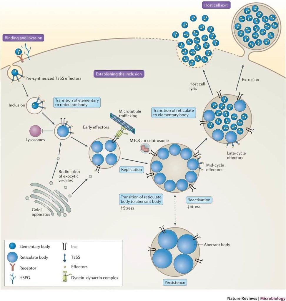 Life cycle of Chlamydia trachomatis