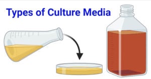 Types of culture media