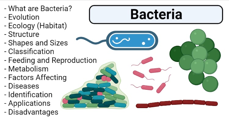 Bacteria- Definition, Structure, Shapes, Sizes, Classification