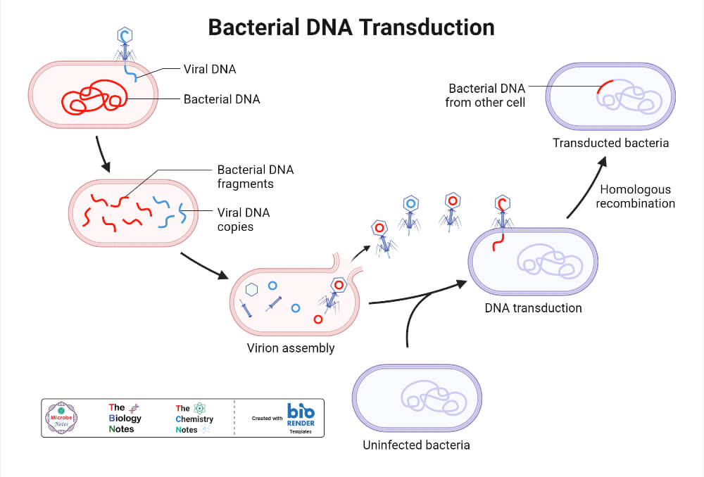 Bacterial DNA Transduction