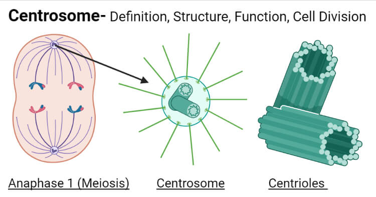 Centrosome- Definition, Structure, Functions, Diagram