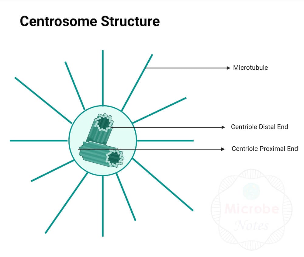 Centrosome Structure
