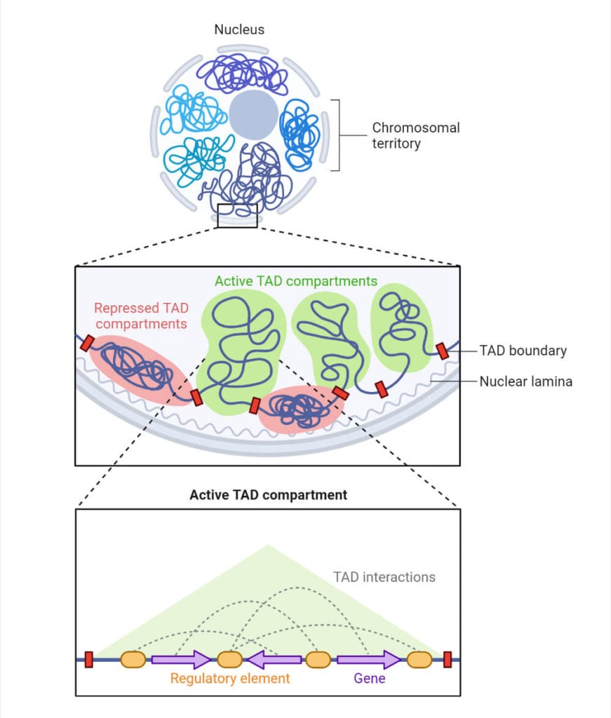 Chromatin Organization in Nucleus