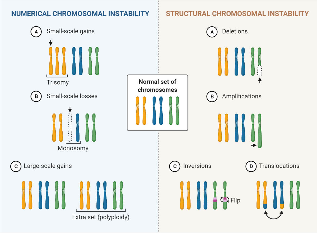Chromosomal Instability