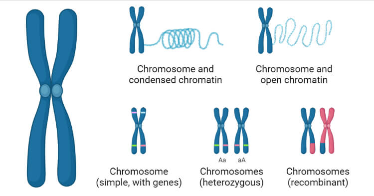 Chromosomes- Definition, Structure, Types, Model, Functions