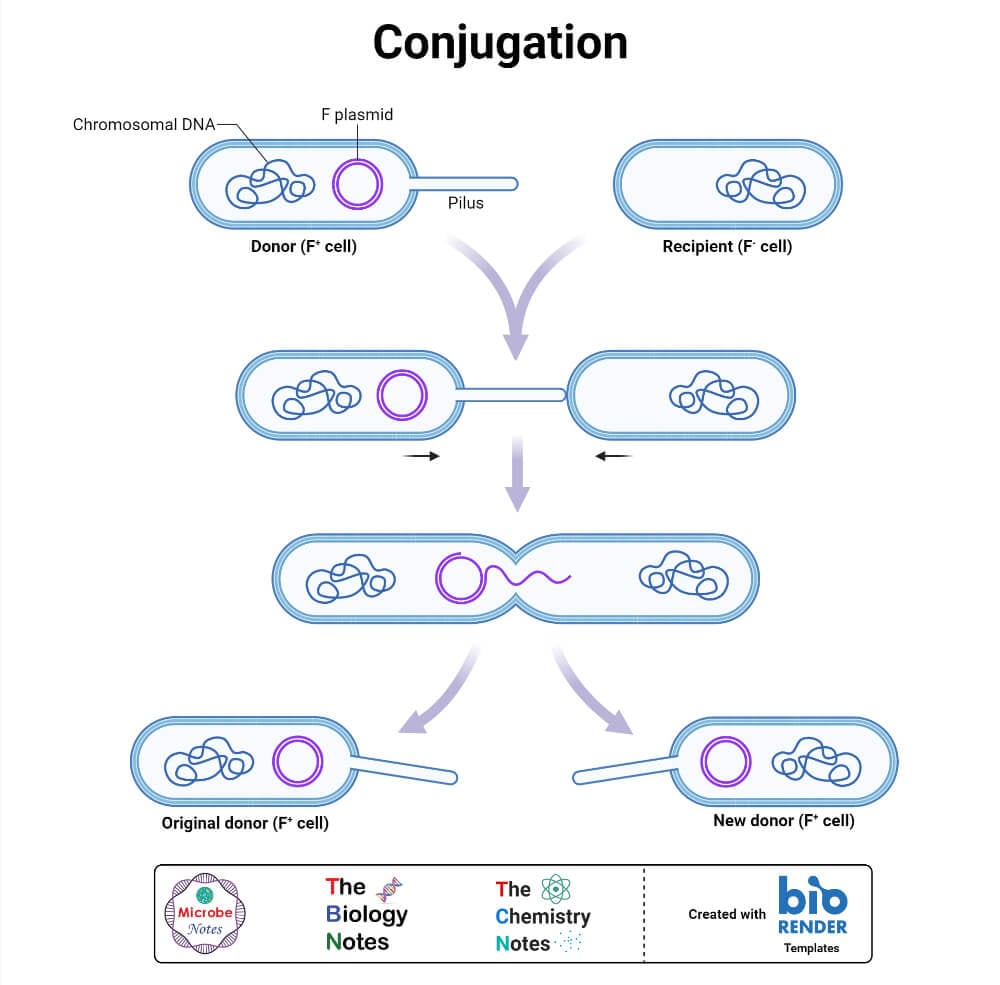 Conjugation in Bacteria