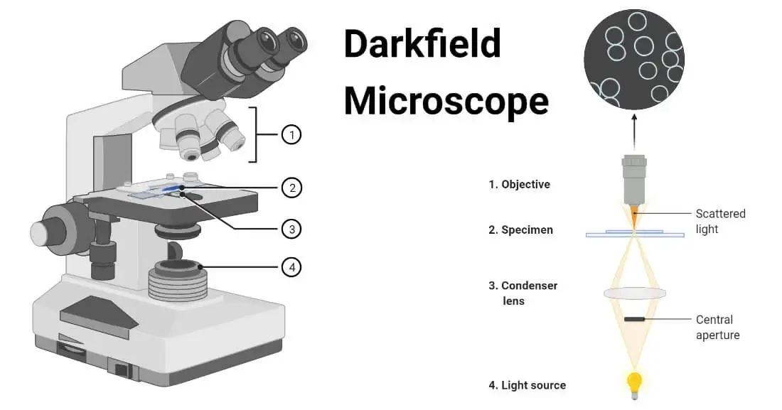 Microscopy History Classification And Terms
