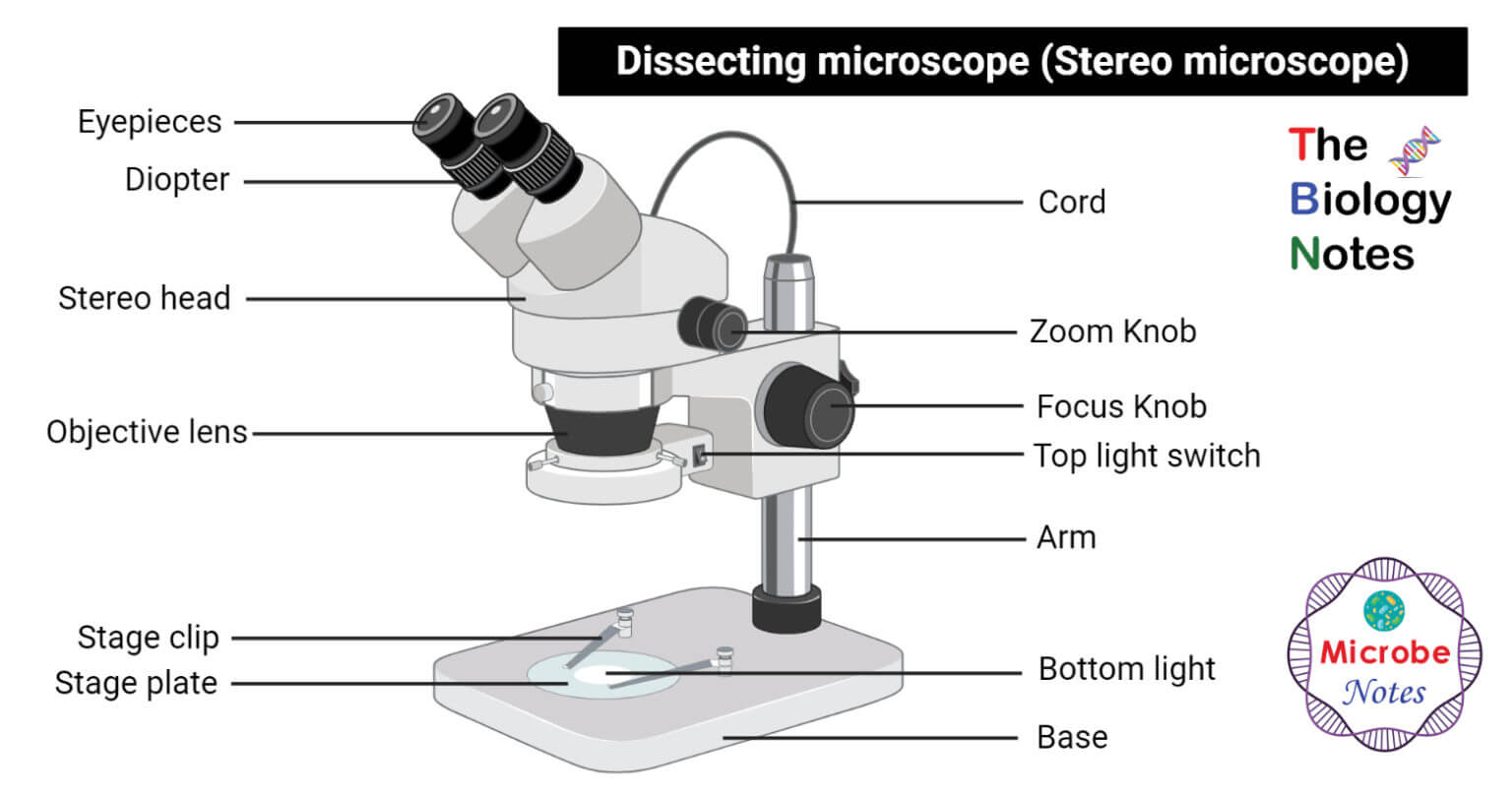 Dissecting Microscope (Stereo Microscope)