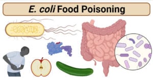 E. coli Food Poisoning