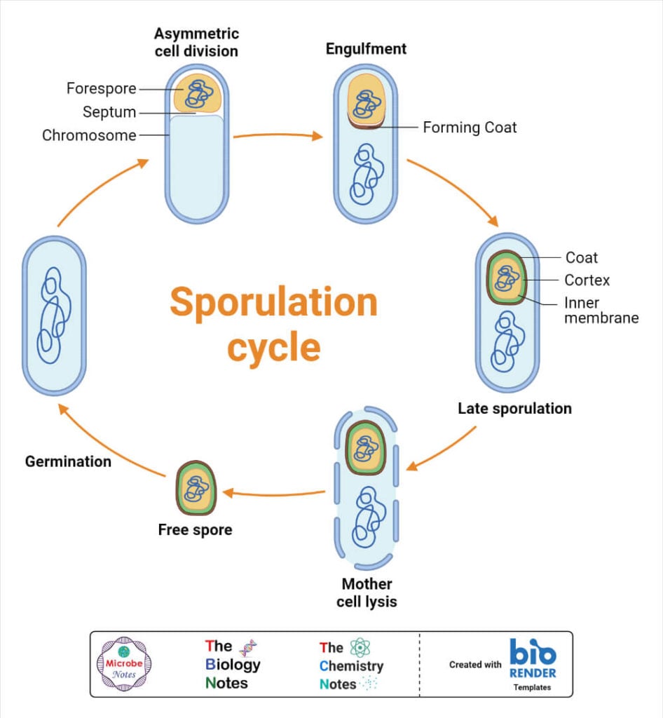 Endospore formation in Bacteria