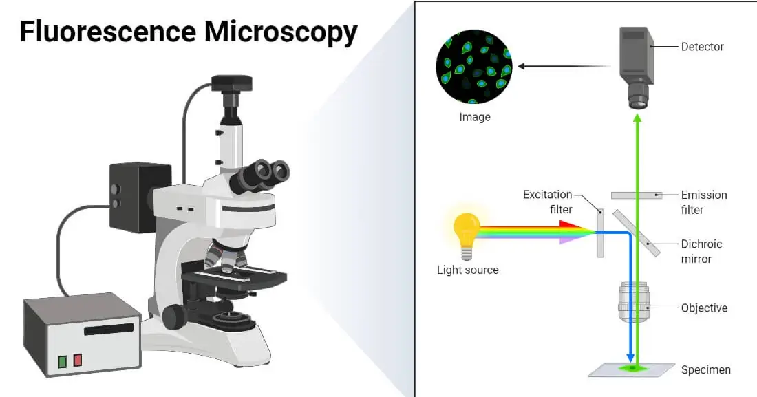 Types of Microscopes, Definition & Difference - Video & Lesson Transcript