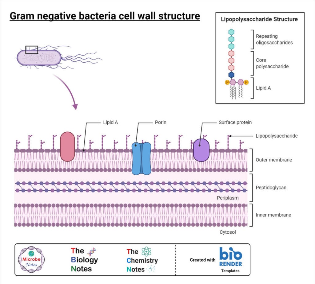 Gram Negative Bacteria Cell Wall Structure