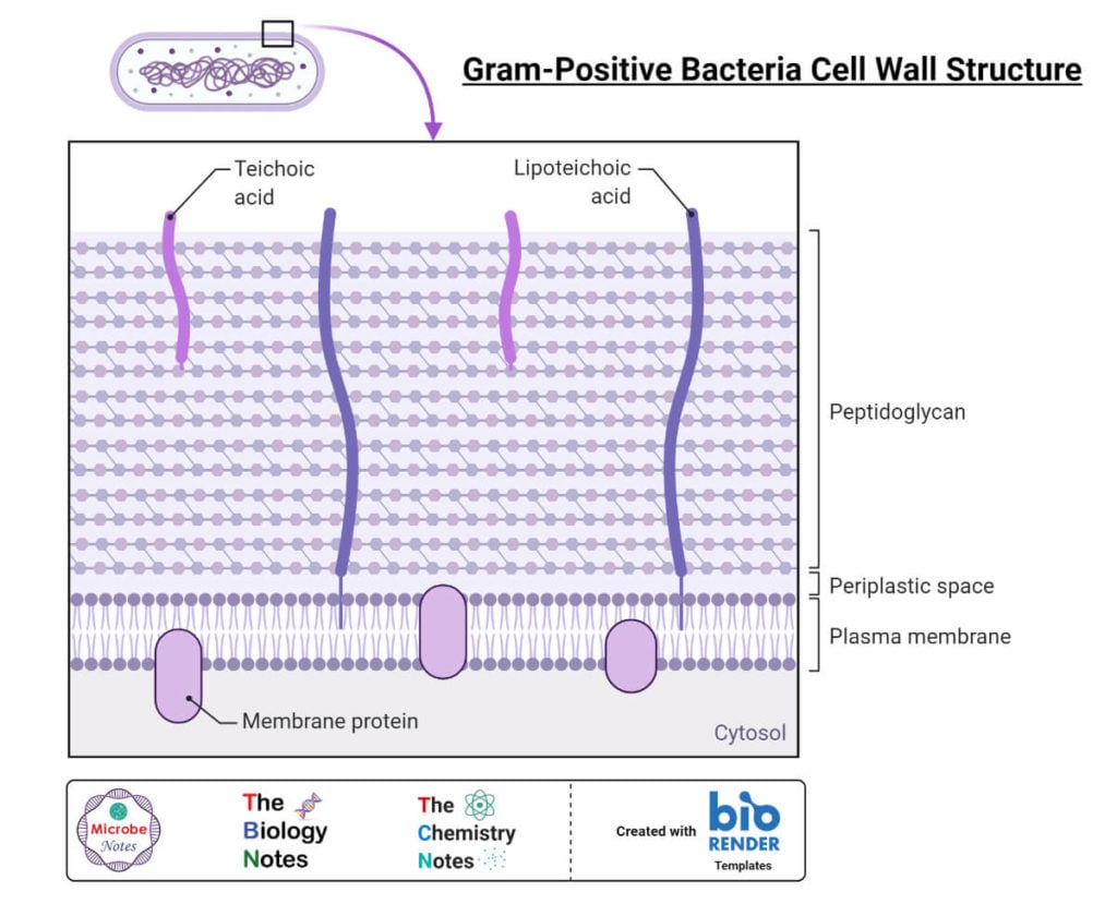 Gram-Positive Bacteria Cell Wall Structure