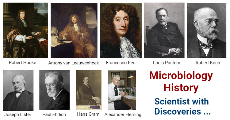 Leeuwenhoek Discoveries Leeuwenhoek Discoveries