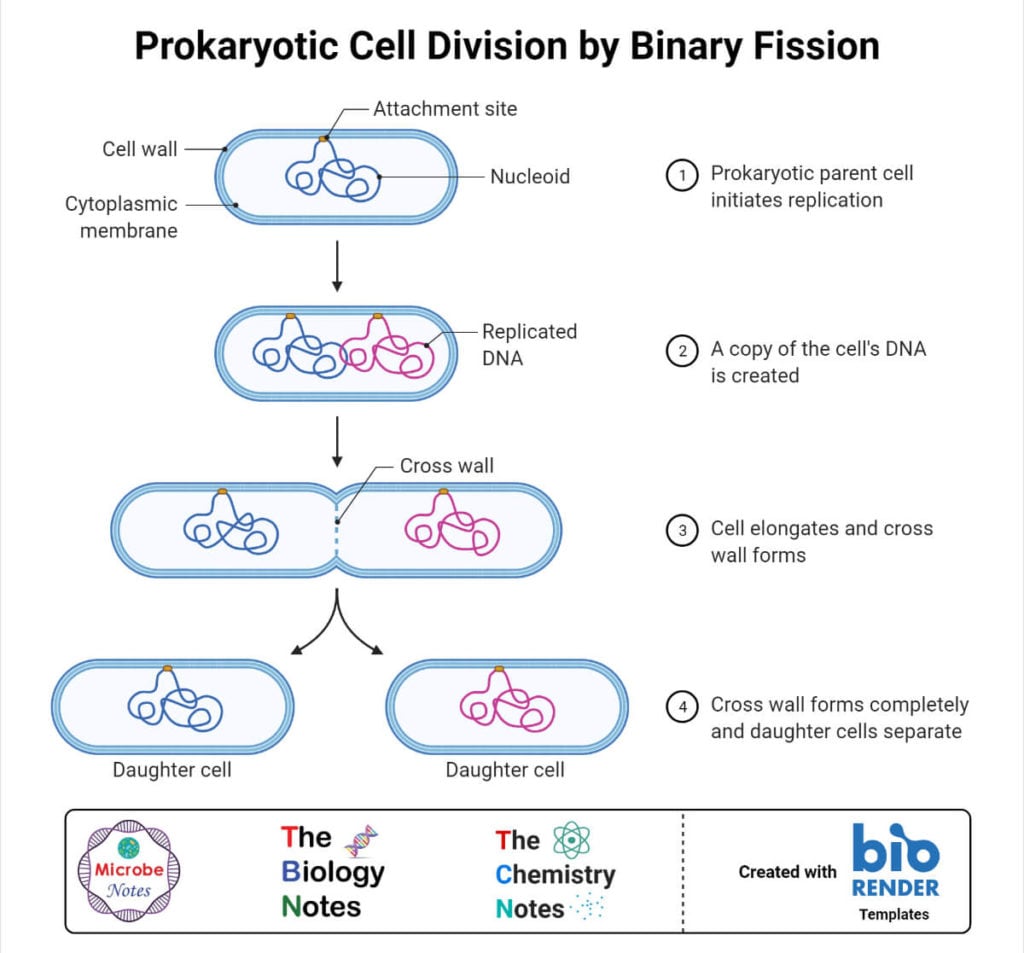 Prokaryotic Cell Division by Binary Fission