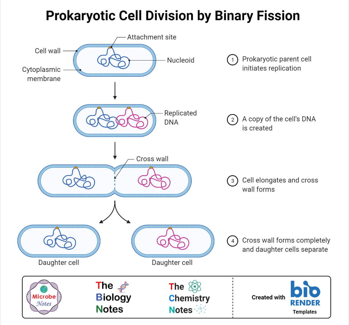 prokaryotic reproduction