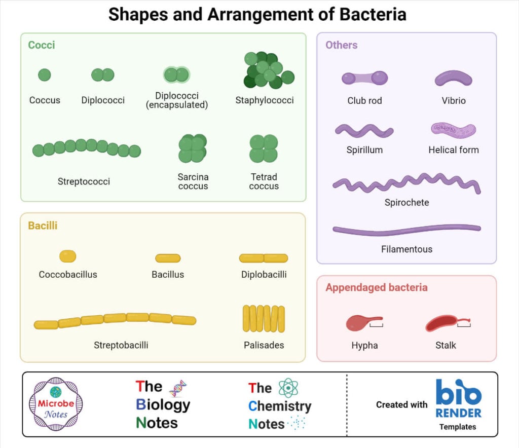 Shapes and Arrangement of Bacteria