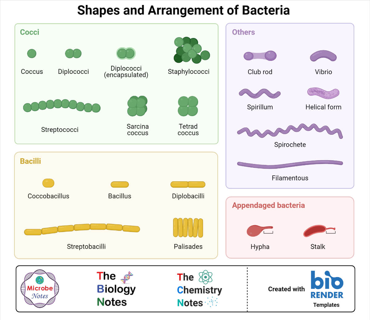 Bacteria Definition Structure Shapes Sizes Classification 7354