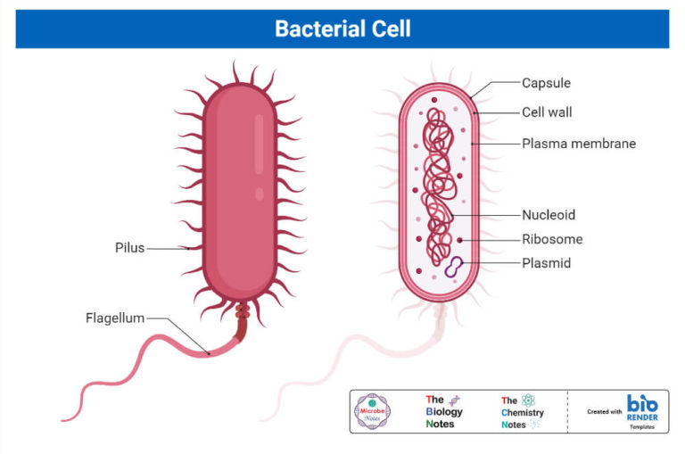What are Bacteria?- A Complete Study Note and Guide