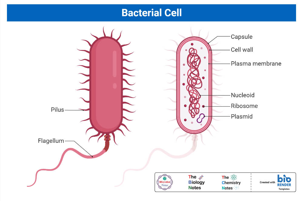 Structure of a Bacterial Cell