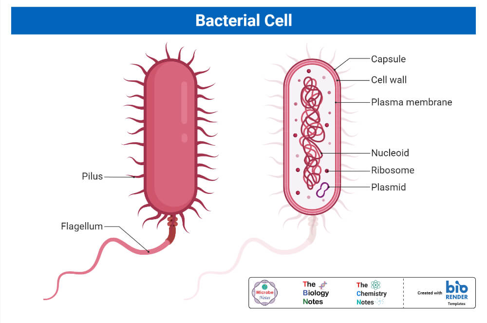 What Are Bacteria A Complete Study Note And Guide