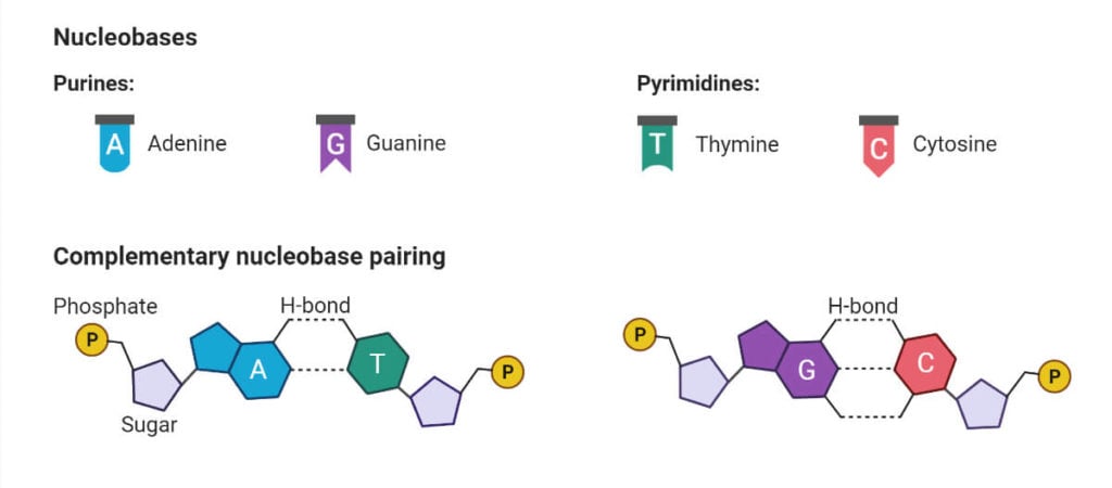 Types of Nucleoside- Purine and Pyrimidine