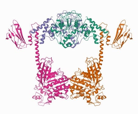 topoisomerase VI