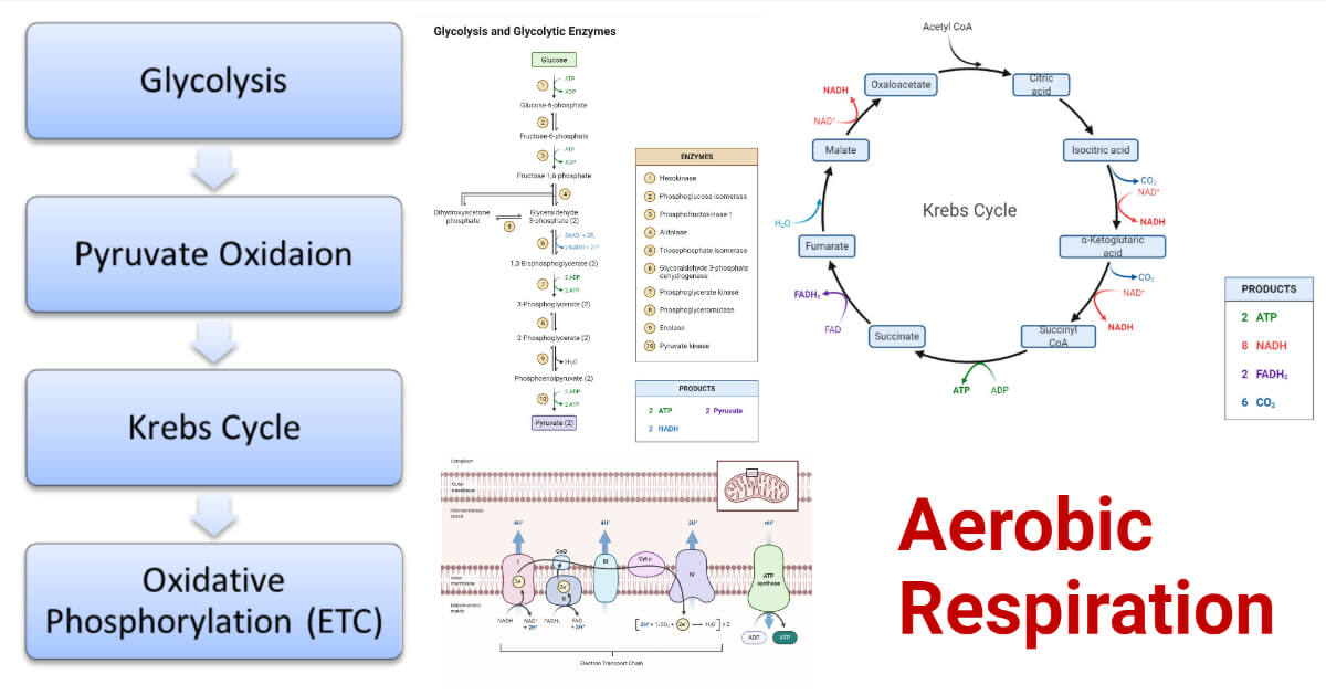 Aerobic Respiration Definition Steps ATP Yield Diagram Uses