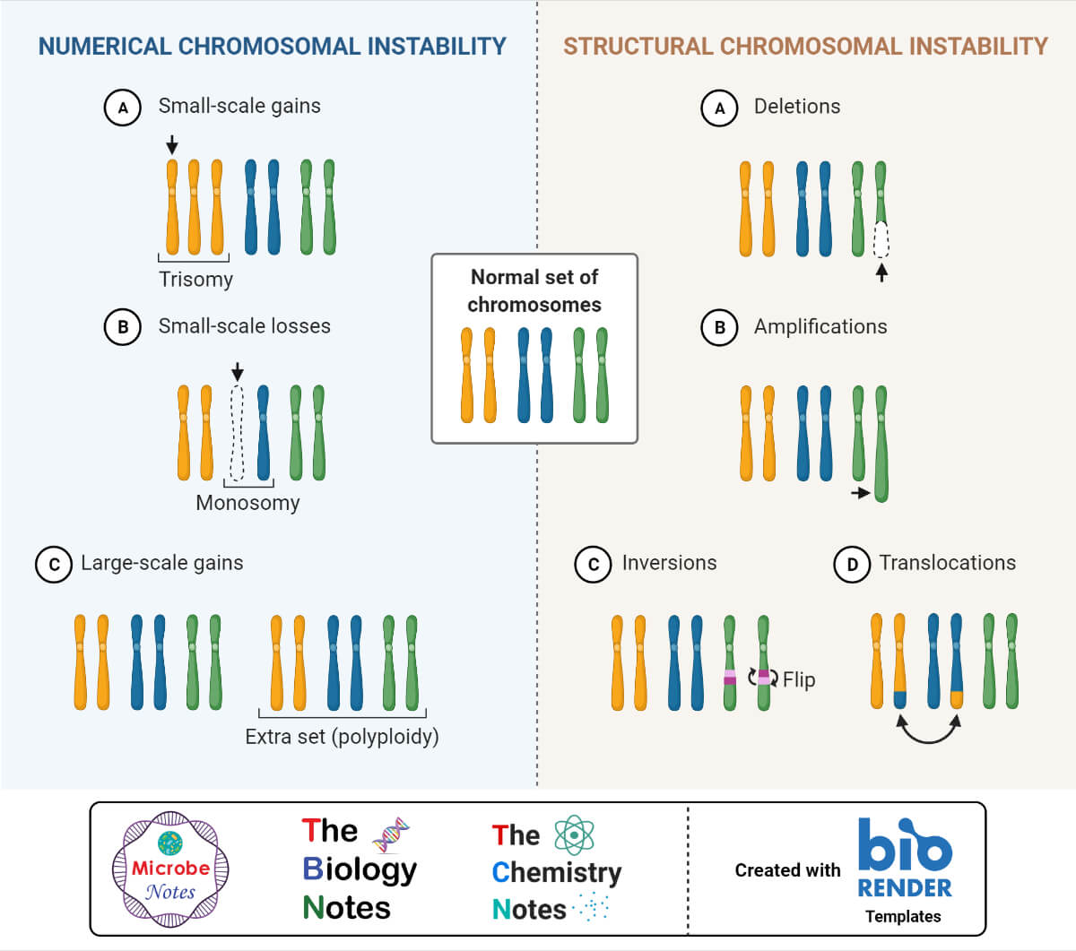 Chromosome Rearrangement Types Chromosome Rearrangement Types