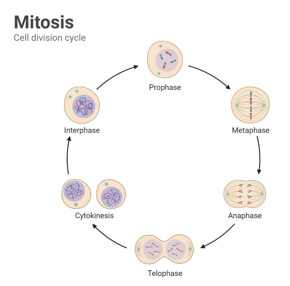 Mitosis Cell Divistion
