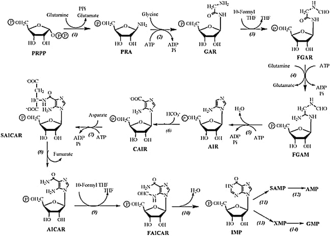 De novo biosynthetic pathway of purine nucleotides in plants