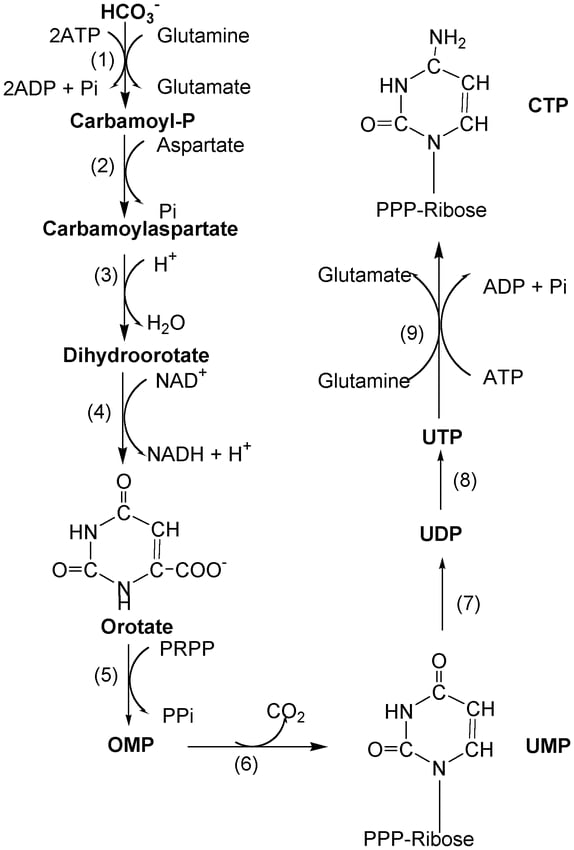 De novo biosynthetic pathway of pyrimidine nucleotides in plants