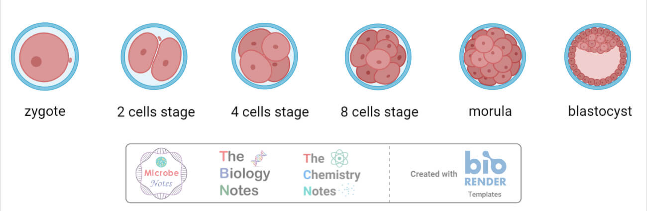 Zygote Definition Biology