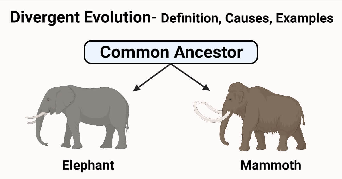 Convergent Evolution Vs Divergent Evolution