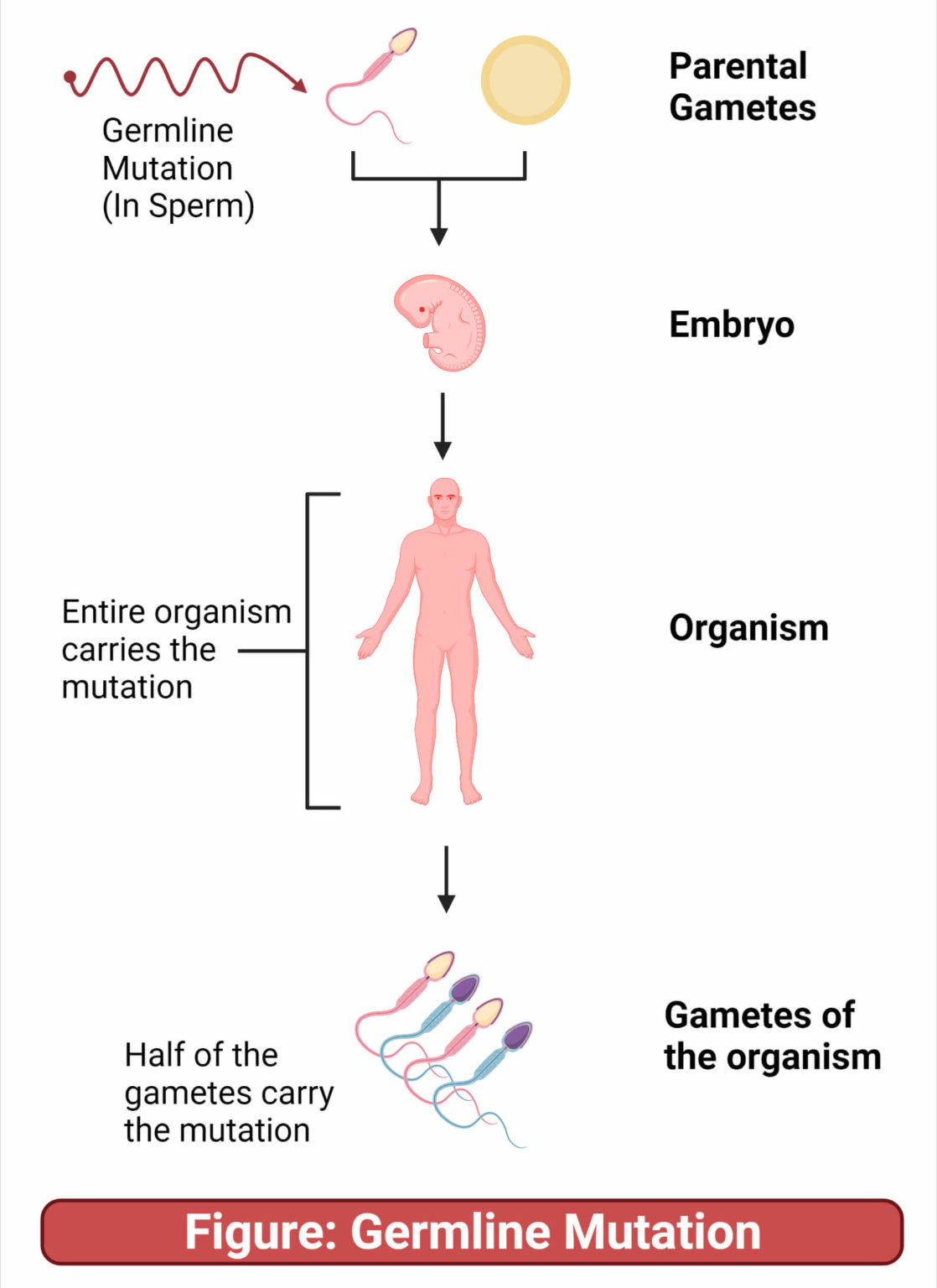 Somatic Mutation vs. Germline Mutation: 13 Key Differences