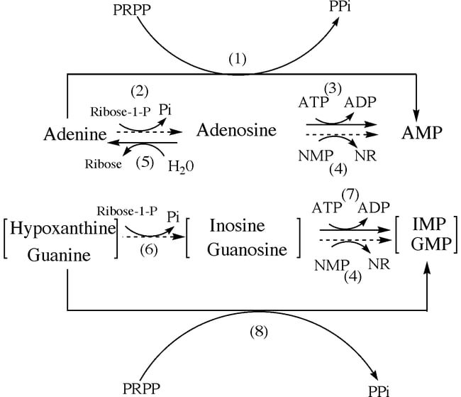 Salvage reactions of purine bases and nucleosides in plants.